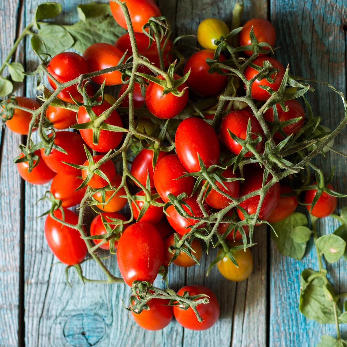 Piennolo Tomato Vegetable Seeds for Planting – Heirloom & Non-GMO Seeds, Classic Italian Variety for Sauces