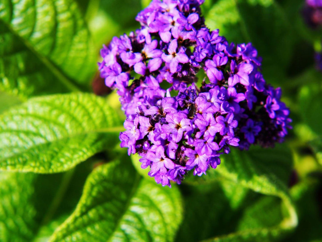 Heliotrope Flower Seeds for Planting – Garden Favorite, Heirloom, Non-GMO, High Germination Organic Garden Seeds