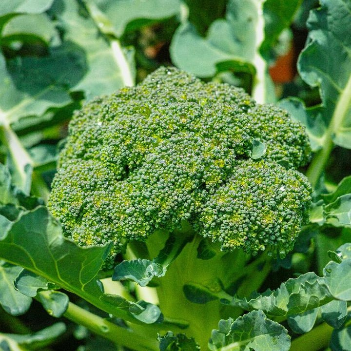Calabrese Broccoli Seeds for Planting – Heirloom, Non-GMO Green Sprouting Broccoli for Home Garden & Organic Growing