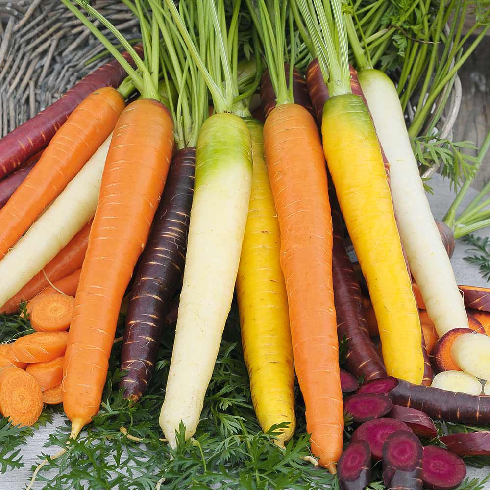 Mixed Carrot Vegetable Seeds for Planting – Heirloom &amp; Non-GMO Garden Seeds