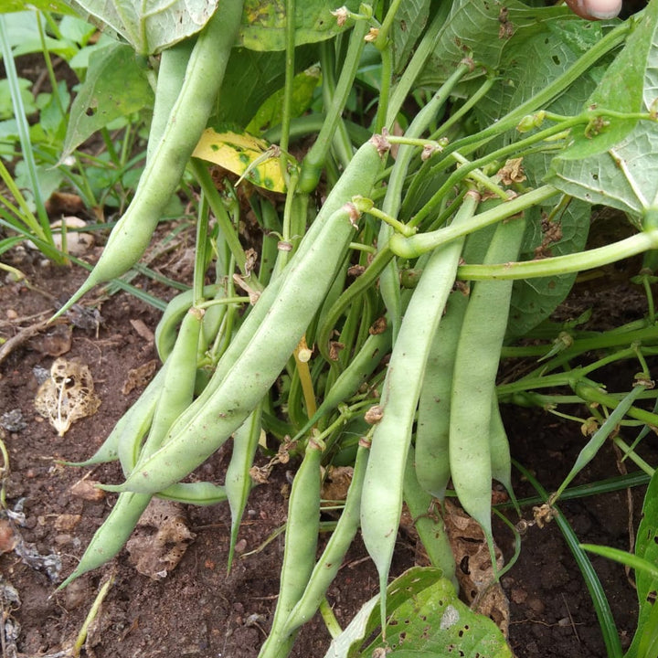 Green Bush Bean Vegetable Seeds for Planting – Heirloom & Non-GMO Garden Seeds, Crisp Homegrown Legumes