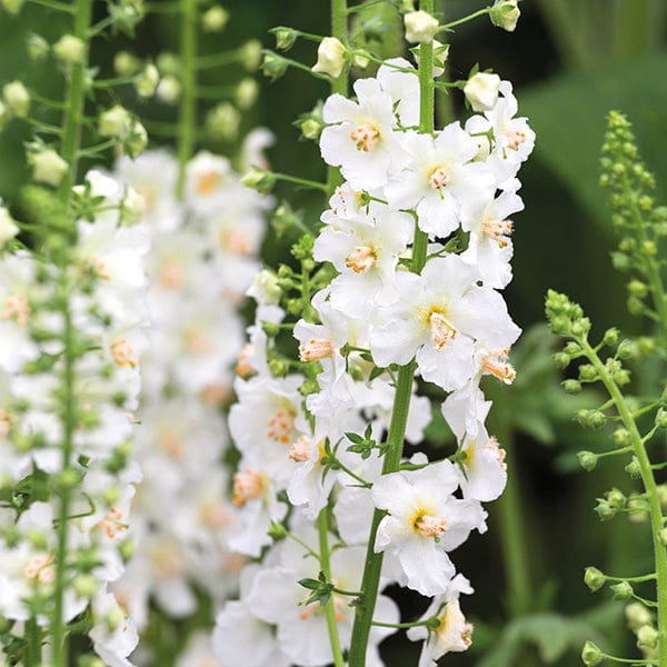 White Verbascum Flower Seeds for Planting – Heirloom Non-GMO, High Germination Organic Garden Seeds