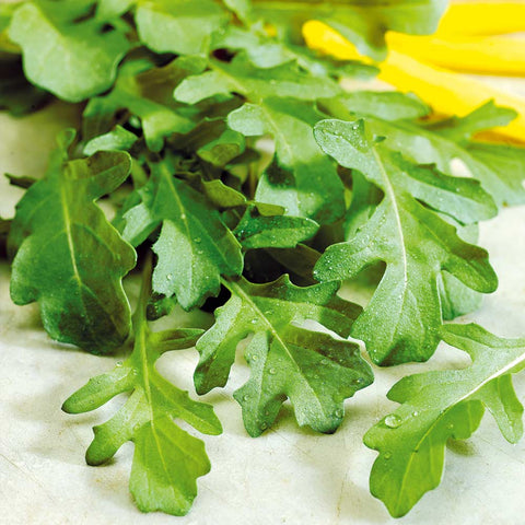 Flower Seeds, Seeds,Seeds For Planting,Plant Seeds