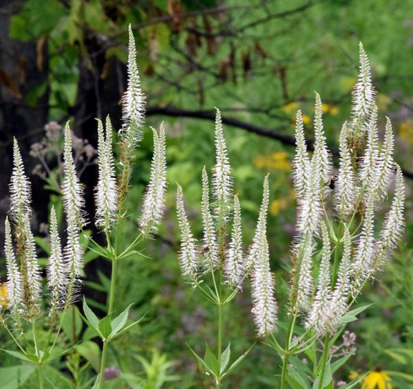 White Culver’s Root Herb Seeds for Planting – Heirloom, Non-GMO, Organic Garden Seeds with High Germination