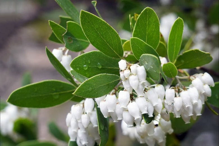 Whiteleaf Manzanita Flower Seeds for Planting – Heirloom, Non-GMO, Low Maintenance Organic Garden Seeds