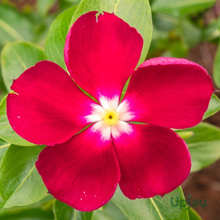 Red Periwinkle Vinca Flower Seeds for Planting – Heirloom, Non-GMO, Sun Loving, High Germination Seeds