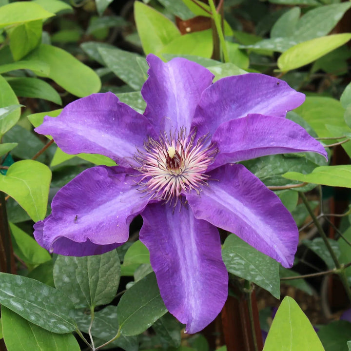 Flower Seeds, Seeds,Seeds For Planting,Plant Seeds