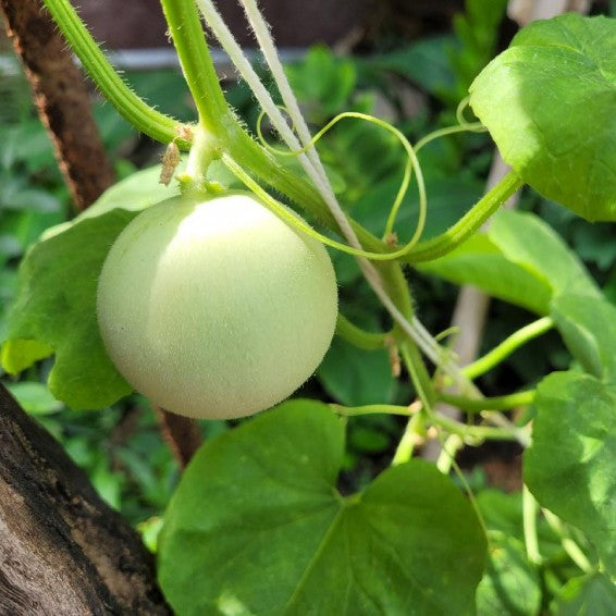 Green Honeydew Melon Seeds – Heirloom Non‑GMO Sweet Fruit Garden Seeds for Planting, Organic Garden Seeds