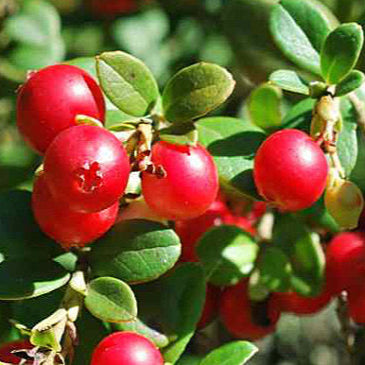 Vaccinium Macrocarpon fruit seeds for planting - Heirloom & Non-GMO Garden seeds