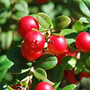 Cranberry bonsai fruit seeds for planting - Heirloom & Non-GMO Garden seeds