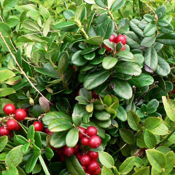 Vaccinium Vitis fruit seeds for planting - Heirloom & Non-GMO Garden seeds, high-yield berry bushes