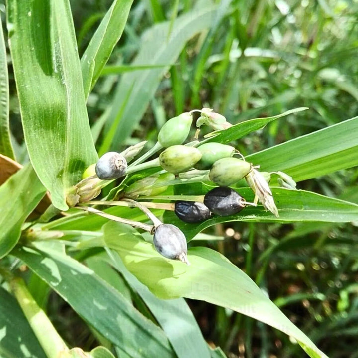 Job's Tears Grain Flower Seeds for Planting - Heirloom, Non-GMO, High Germination Organic Garden Seeds