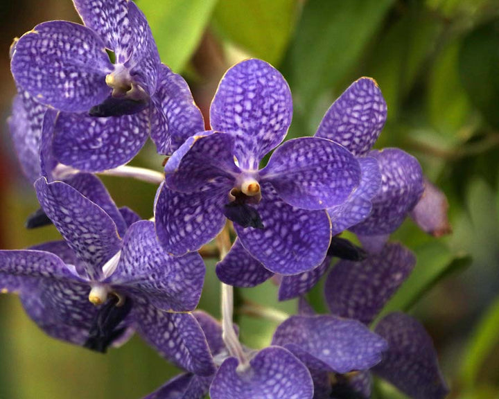 Violet Vanda Orchid Flower Seeds for Planting – Heirloom Non-GMO, High Germination Organic Garden Seeds