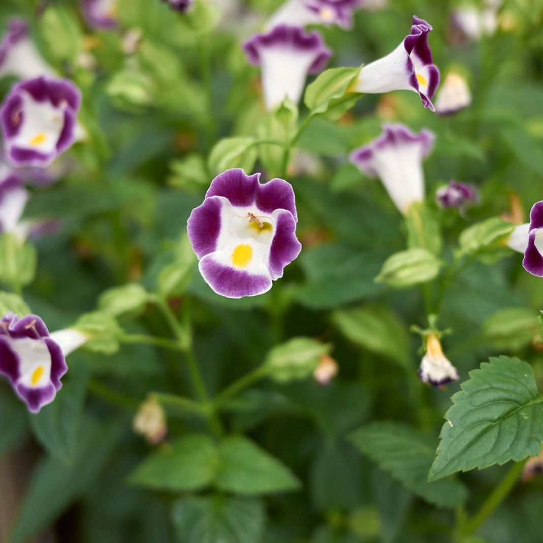Torenia Wishbone Flower Seeds for Planting – Heirloom, Non-GMO, High Germination