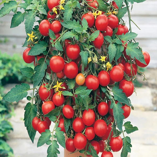 Red Tumbler Tomato Vegetable Seeds for Planting – Heirloom & Non-GMO Garden Seeds