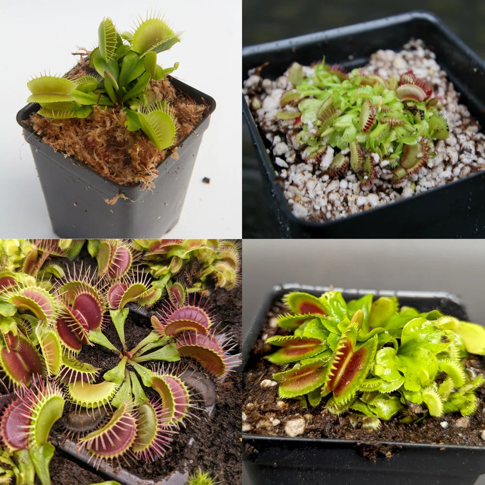 Mixed Venus Fly Trap Flower seeds for Planting – Heirloom, Non-GMO, High Germination Seeds
