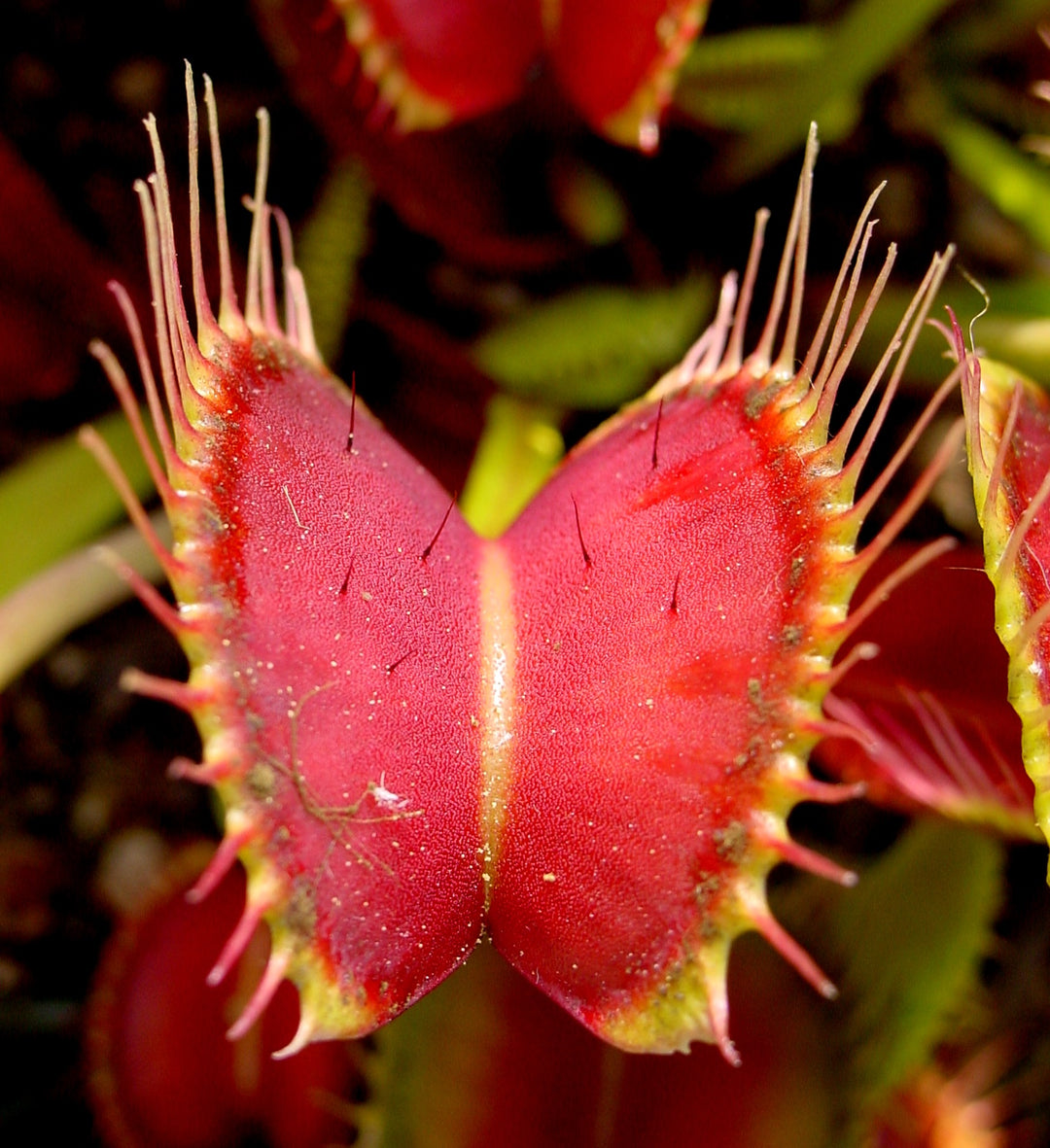 Red Catching Plant or Venus Fly Trap Seeds for Planting – Heirloom Non-GMO High Germination Seeds