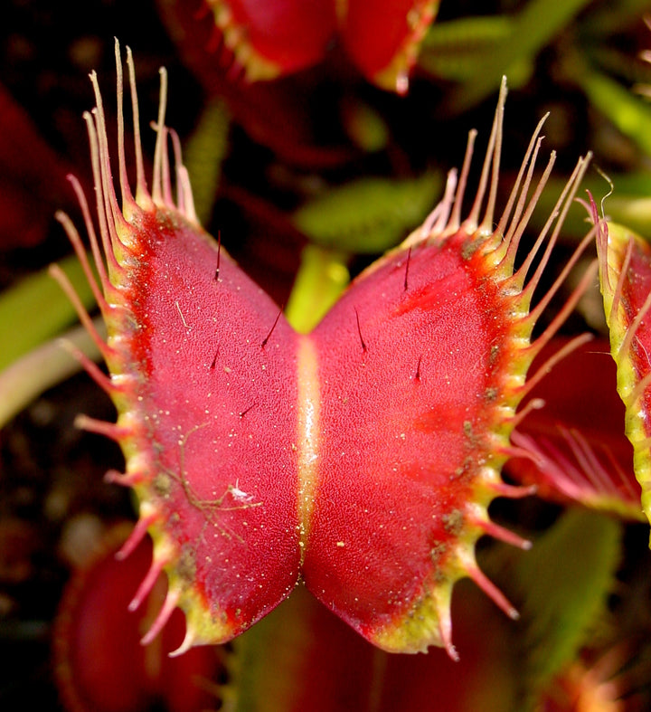 Red Catching Plant or Venus Fly Trap Seeds for Planting – Heirloom Non-GMO High Germination Seeds