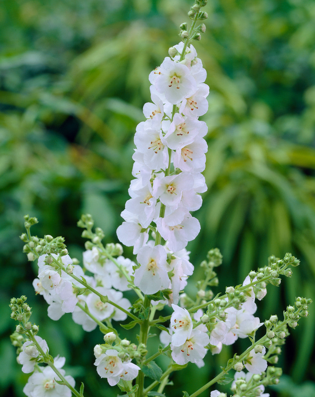 White Verbascum Flower Seeds for Planting – Heirloom Non-GMO, High Germination Organic Garden Seeds