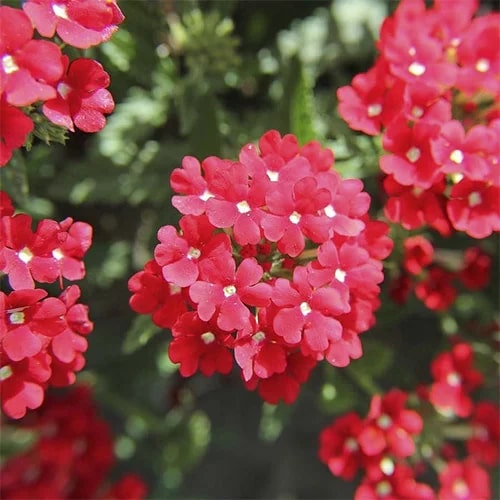 Red Verbena Flower Seeds for Planting – Heirloom Non-GMO, High Germination Organic Garden Seeds