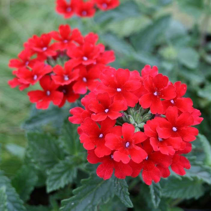 Red Verbena Flower Seeds for Planting – Heirloom Non-GMO, High Germination Organic Garden Seeds