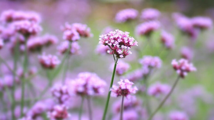 Light Pink Cerasus Perennial Flower Seeds for Planting – Heirloom, Non-GMO, Fragrant, High Germination