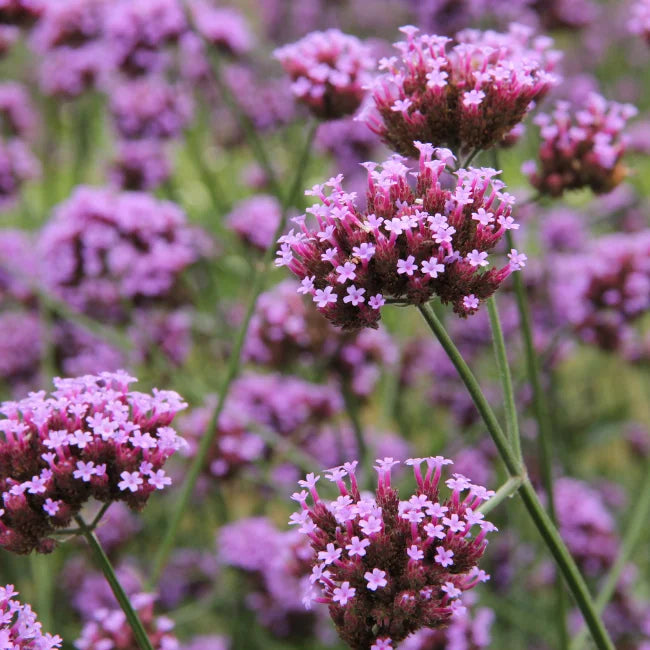 Purple Verbena Flower Seeds for Planting – Heirloom, Non-GMO, High Germination Garden Seeds