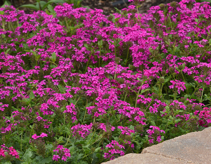 Dark Pink Verbena Flower Seeds for Planting - Heirloom, Non-GMO, High Germination Organic Garden Seeds