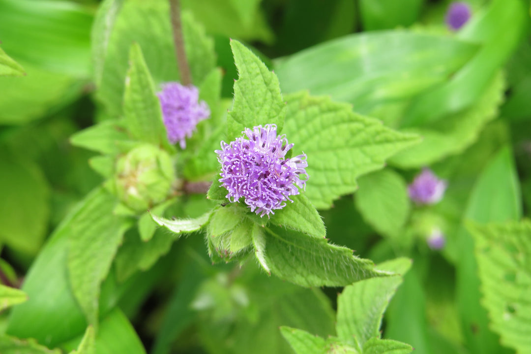 Vernonia Anthelmintica Flower Seeds for Planting – Heirloom, Non-GMO, High Germination