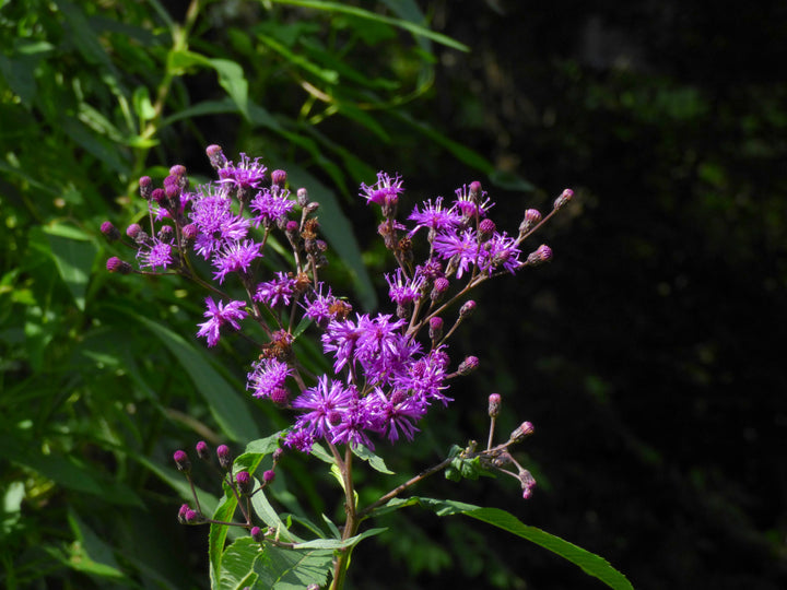 Flower Seeds, Seeds,Seeds For Planting,Plant Seeds