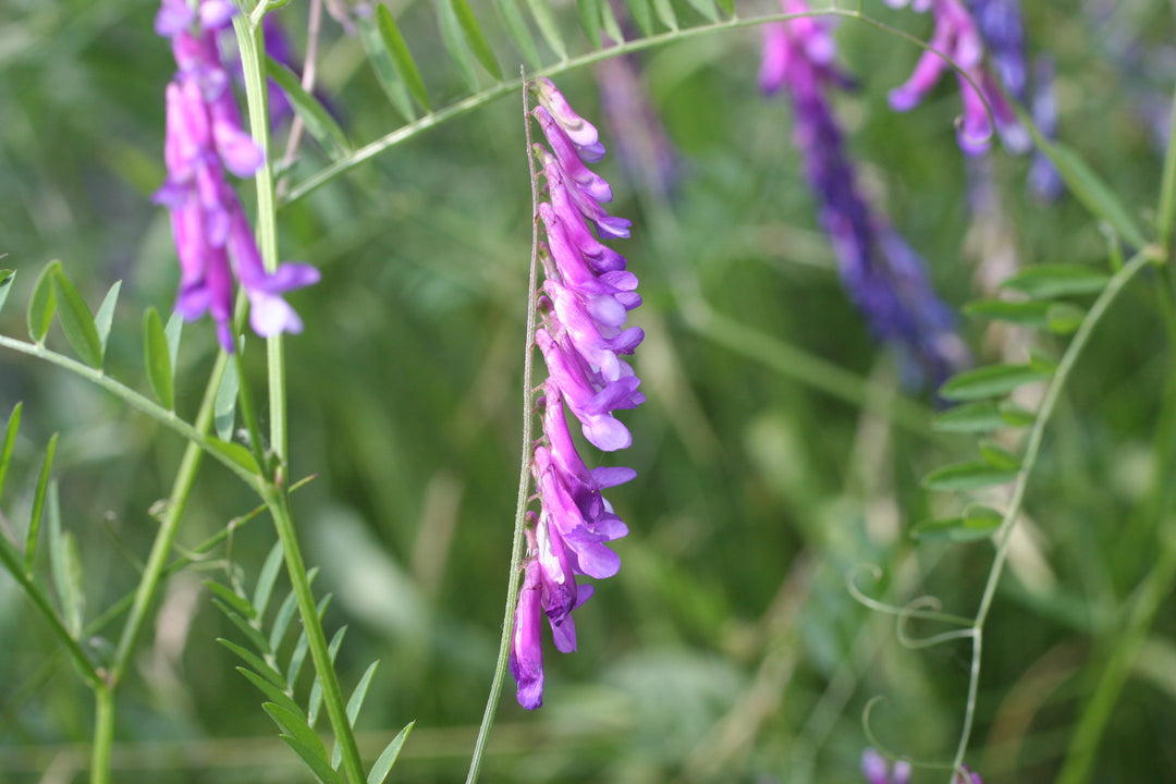 Purple Vetch Flower Seeds for Planting – Heirloom Non-GMO, High Germination Organic Garden Seeds