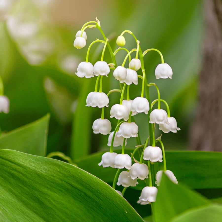 Lily of the Valley Flower Seeds for Planting – Heirloom Non-GMO, High Germination Organic Garden Seeds