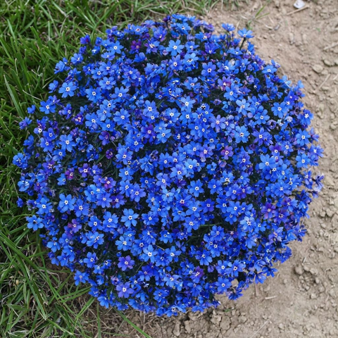 Flower Seeds, Seeds,Seeds For Planting,Plant Seeds