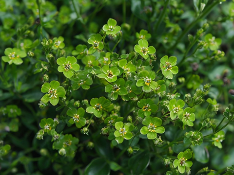Flower Seeds, Seeds,Seeds For Planting,Plant Seeds