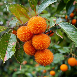 Fruit Seeds,Garden seeds, Seeds For Planting,Plant Seeds