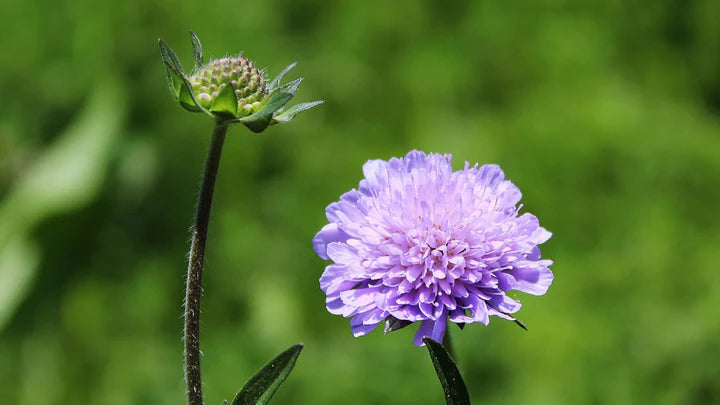 Scabious Flower Seeds for Planting – Heirloom, Non-GMO, Fragrant Blossoms Organic Garden Seeds