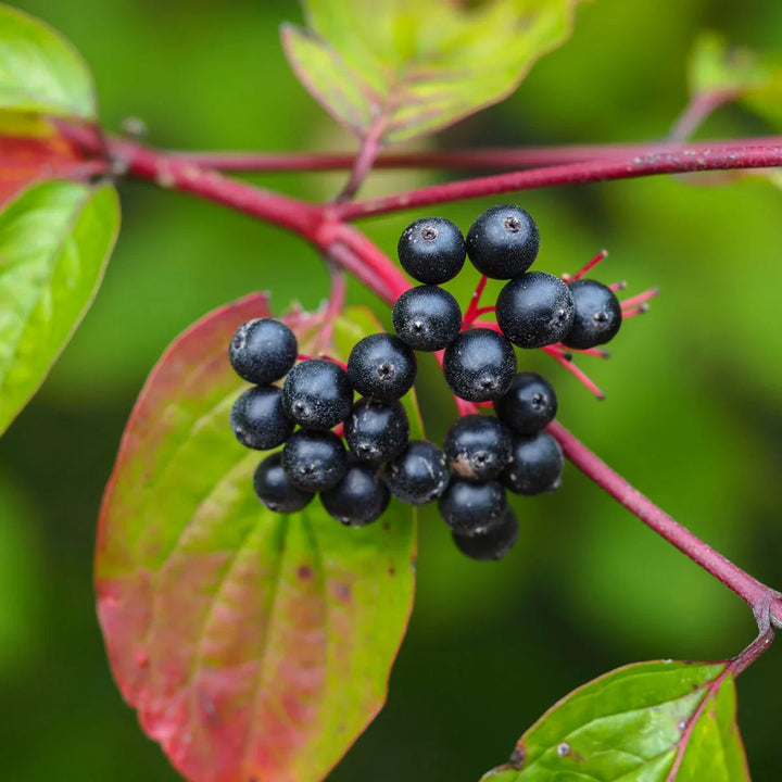 Fruit Seeds,Garden seeds, Seeds For Planting,Plant Seeds