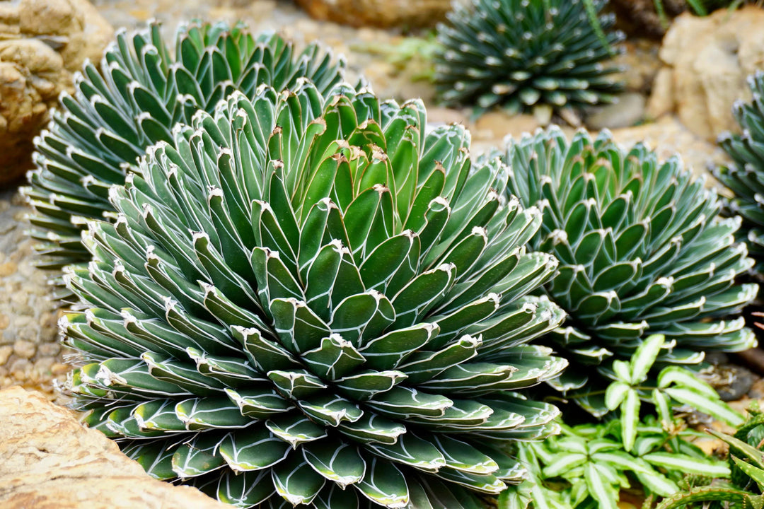 Green Agave Victoria Reginae Flower Seeds for Planting | Heirloom Non-GMO High Germination Organic Garden Seeds