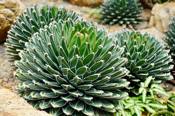 Green Agave Victoria Reginae Flower Seeds for Planting | Heirloom Non-GMO High Germination Organic Garden Seeds