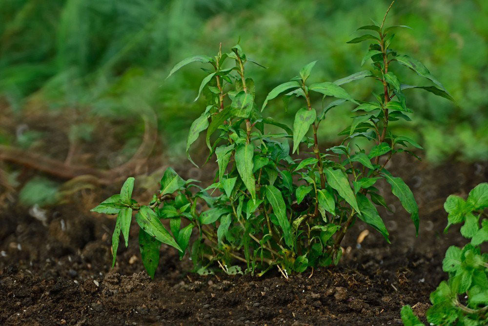 Green Vietnamese Culantro Herb Seeds for Planting – Heirloom, Non-GMO, Organic Garden Seeds with High Germination