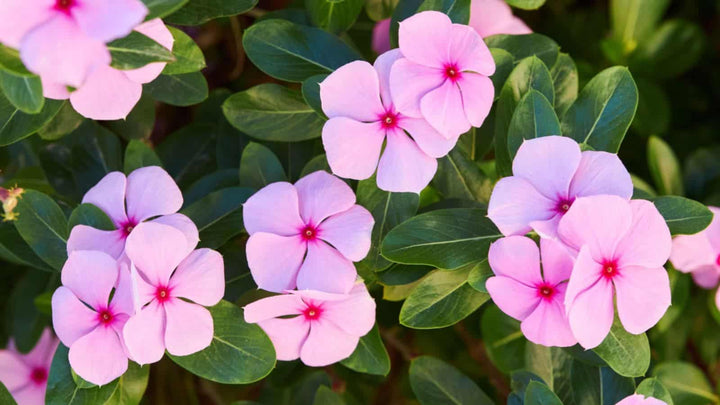 Vinca Flower Seeds for Planting – Heirloom, Non-GMO, High Germination Organic Garden Seeds