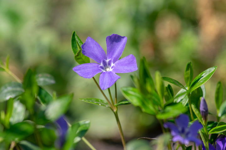 Periwinkle Vinca Dark Purple Flower Seeds for Planting – Heirloom Non-GMO, High Germination Organic Garden Seeds
