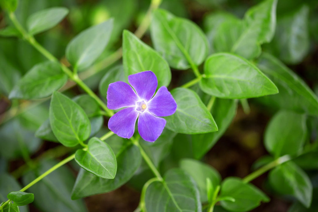 Periwinkle Vinca Dark Purple Flower Seeds for Planting 100 pcs - Long Bloom Season, Heirloom & GMO Free Seeds for Home Garden