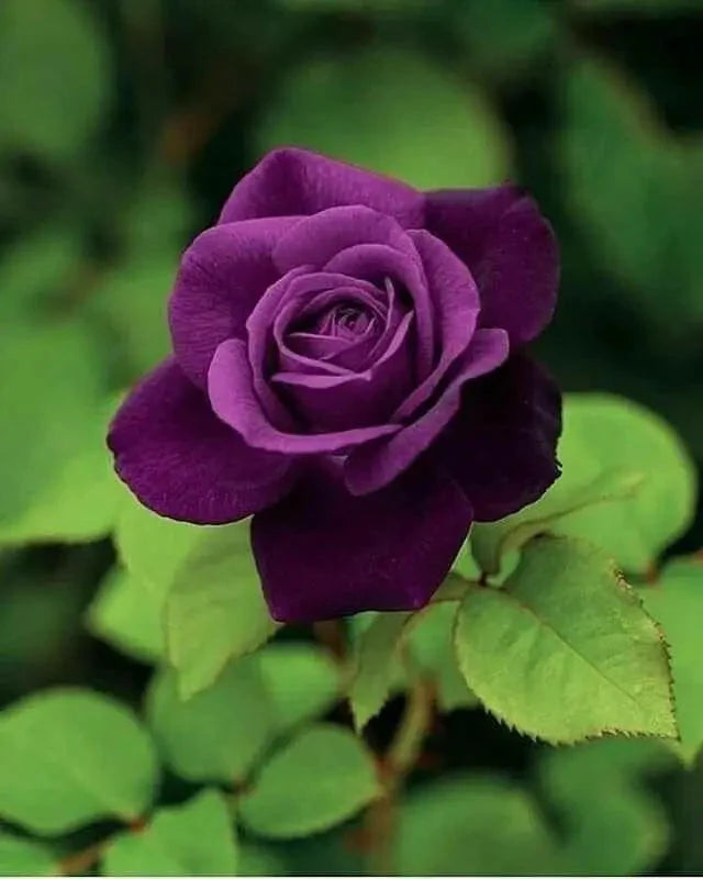 Violet Away Rose Flower Seeds for Planting – Heirloom, Non-GMO, Drought-Tolerant High Germination Seeds