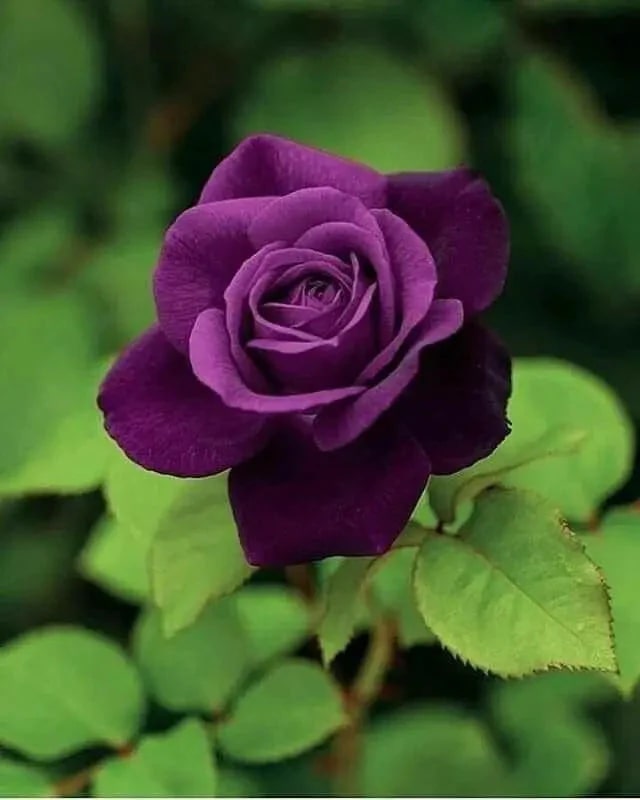 Violet Rose Flower Seeds for Planting – Garden Favorite, Heirloom, Non-GMO Seeds for Home Garden