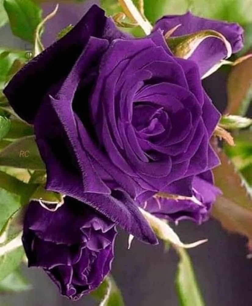 Violet Double Petal English Rose Flower Seeds for Planting – Heirloom, Non-GMO, High Germination Garden Seeds