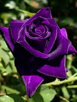 Violet Double Petal English Rose Flower Seeds for Planting – Heirloom, Non-GMO, High Germination Garden Seeds