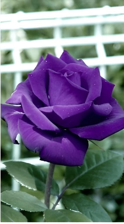 Violet Double Petal English Rose Flower Seeds for Planting – Heirloom, Non-GMO, High Germination Garden Seeds