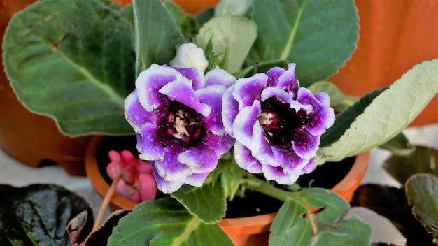 Violet Gloxinia Sinningia Flower Seeds for Planting - Heirloom, Non-GMO, Organic Garden Seeds, High Germination