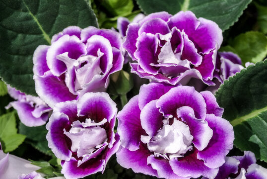 Violet Gloxinia Sinningia Flower Seeds for Planting - Heirloom, Non-GMO, Organic Garden Seeds, High Germination